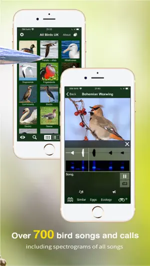 All Birds UK - the Photo Guide截图2