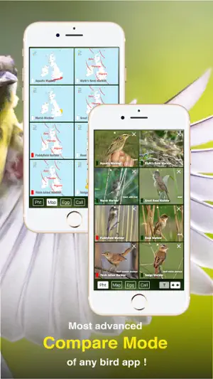 All Birds UK - the Photo Guide截图5
