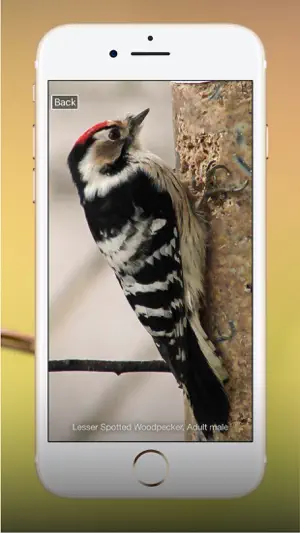 All Birds UK - the Photo Guide截图9